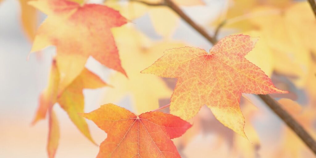 栃木　紅葉　名所