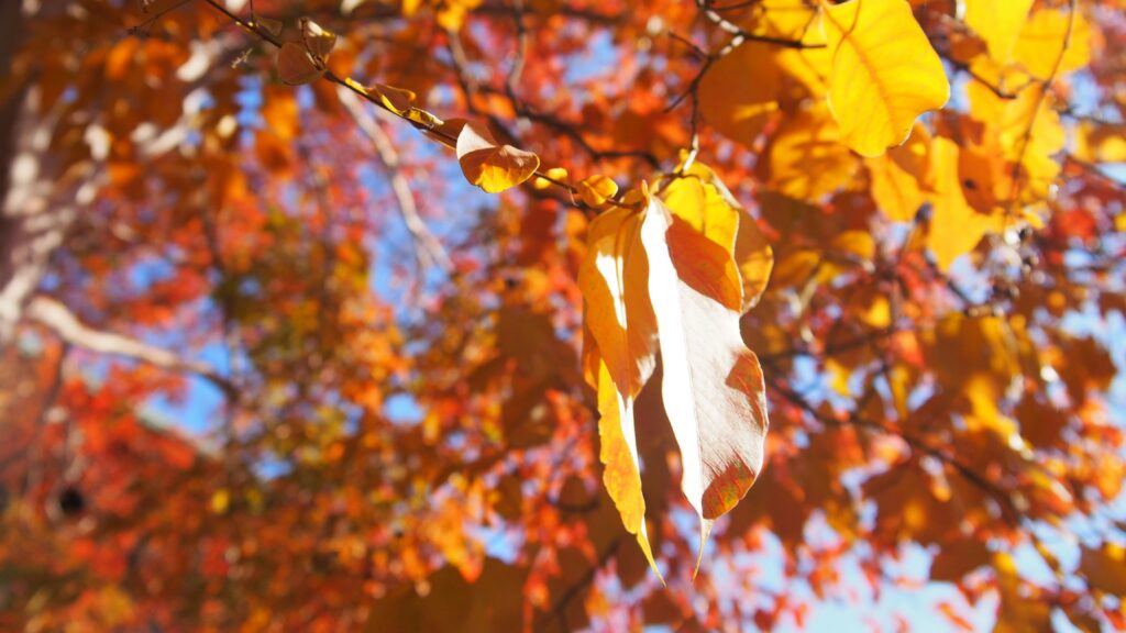 群馬　紅葉　名所